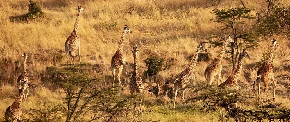 Mahali Mzuri Hotel มาไซมารา ภายนอก รูปภาพ