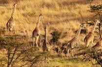 Mahali Mzuri Hotel มาไซมารา ภายนอก รูปภาพ